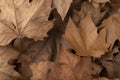 Top view, closeup of brown dried maple leaves Royalty Free Stock Photo