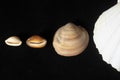 Top view closeup of different shaped seashells on a dark black background Royalty Free Stock Photo