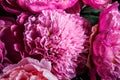 Top view closeup elegant bouquet made from large pink and purple peonies