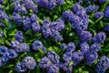 Top view closeup of a flower bed with beautiful blooming richly filled dark blue hyacinths flowers