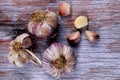 Top view closeup of garlic with separated cloves on a wooden table Royalty Free Stock Photo