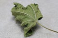 Top view closeup of a green crunched leaf placed on a white fluffy rug