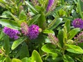 Top view closeup of isolated beautiful purple shrub veronica flowers hebe addenda with green leaves