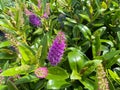 Top view closeup of isolated beautiful purple shrub veronica flowers hebe addenda with green leaves