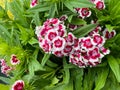 Top view closeup of isolated beautiful white purple flowers dianthus chinensis rainbow pink with green leaves Royalty Free Stock Photo