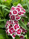 Top view closeup of isolated beautiful white purple flowers dianthus chinensis rainbow pink with green leaves Royalty Free Stock Photo