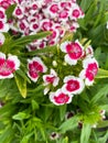 Top view closeup of isolated beautiful white purple flowers dianthus chinensis rainbow pink with green leaves Royalty Free Stock Photo