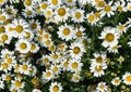 Top view closeup of isolated field with countless beautiful white yellow daisy flowers leucanthemum with green leaves for