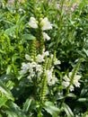 Top view closeup of isolated field with white flowers physostegia virginiana with green leaves