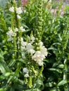 Top view closeup of isolated field with white flowers physostegia virginiana with green leaves