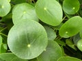 Top view closeup of isolated green circular shape plant leaves pilea peperomioides, focus on left big leaf