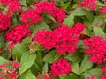 Top view closeup on isolated red purple flowers pentas lanceolata with green leaves