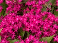 Top view closeup on isolated red purple flowers pentas lanceolata with green leaves