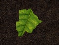 Top view closeup of a leaf in the shape of a Botswana map on soil background Royalty Free Stock Photo