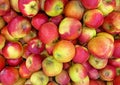 Top view closeup of many isolated red yellow ripe cultivated apples (malus domestica fresco, wellant) on german market Royalty Free Stock Photo