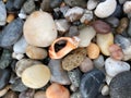 Top view closeup of pebbles and shells from the seashore Royalty Free Stock Photo