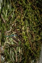Top view closeup on pile of fresh and dried green rosemary herb bunches Royalty Free Stock Photo