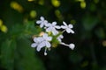 Top view closeup of Plumbago zeylanica, Ceylon leadwort white flowers captured in wilderness Royalty Free Stock Photo