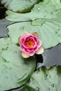 Rain drops on water lily Royalty Free Stock Photo