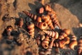 Top view closeup shot of abandoned cone shells at Malgund Beach, India