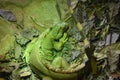 Top view closeup shot of a sleeping iguana inside it`s home Royalty Free Stock Photo