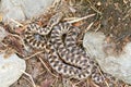 Top view closeup shot of a snake called Vibora aspid