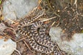 Top view closeup shot of a snake called Vibora aspid