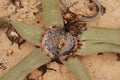 Top view closeup of star shaped Welwitschia Mirabilis in Namibe desert, Namibe