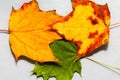 Top view closeup of three autumn colored leaves on paper background Royalty Free Stock Photo