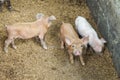 Top view closeup three small domestic piglets look at camera in swine paddock