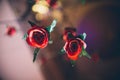 Top view closeup of two beautiful red roses on a blurry background Royalty Free Stock Photo