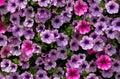 Top view closeup of a wall of Petunia flowers with delicate purple and pink flowerheads