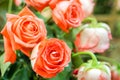 Closeup of wedding pink roses flower bouquet on blurry background Royalty Free Stock Photo