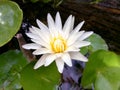 Top view and closeup of white lotus flower blooming in a pool on sun day morning Royalty Free Stock Photo