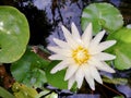 Top view and closeup of white lotus flower blooming in a pool on sun day morning Royalty Free Stock Photo