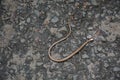 Top view closeup of a wild snake on the ground Royalty Free Stock Photo