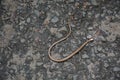 Top view closeup of a wild snake on the ground