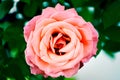 Top view closup from a rose in a garden Royalty Free Stock Photo