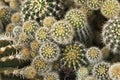 Top view of a cluster of cacti