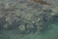 Top view of the coastal coral reef. A reef is a biogeological structure formed by living organisms. Dahab, Egypt