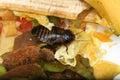 Top view of Cockroach on fruit food waste