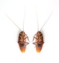 Top view Cockroaches isolated on white background