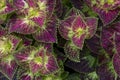 Top view of Coleus Forskohlii, Painted Nettle or Plectranthus scutellarioides is a Thai herb in the garden. Royalty Free Stock Photo