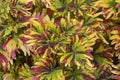 Top view of Coleus Forskohlii, Painted Nettle or Plectranthus scutellarioides is a Thai herb in the garden. Royalty Free Stock Photo