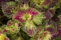 Top view of Coleus Forskohlii, Painted Nettle or Plectranthus scutellarioides in the garden for background. Royalty Free Stock Photo