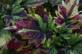 Top view of Coleus Forskohlii, Painted Nettle or Plectranthus scutellarioides is a Thai herb in the garden. Royalty Free Stock Photo