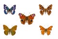 Top view of Collection of European nymphalidae butterflies  species on white background Royalty Free Stock Photo