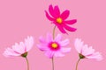 Top view, Collection four cosmos flower violet and white color flower blossom blooming isolated on pink background for stock photo