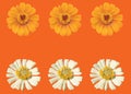 Top view, Collection set of white and yellow zinnia flower blossom blooming isolated on orange background for stock photo, house