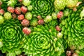 Top view. Collection of succulents in pots. Minimalistic home interior with composition of cactus and succulents